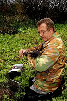Moschata: Russian Desman - caught for tagging