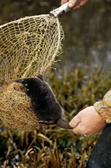 Moschata: Russian Desman - caught for tagging