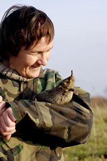 Moschata: Russian Desman - caught for tagging
