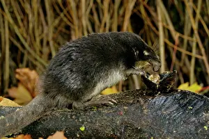 Moschata: Russian Desman - feeds on a fresh-water mussel