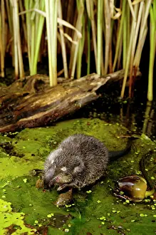 Moschata: Russian Desman - feeds on a fresh-water mussel