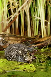 Moschata: Russian Desman - feeds on a fresh-water mussel