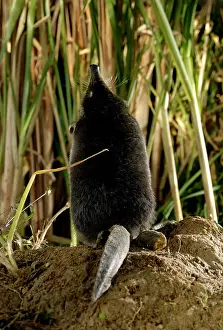 Note: Russian Desman - female, view from back (note the flat tail)