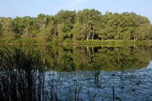 Desmana: Russian Desman - habitat: small fresh-water lake