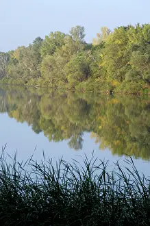 Desmana: Russian Desman - habitat: small fresh-water lake
