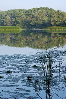 Desmana: Russian Desman - habitat: small fresh-water lake