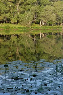 Desmana: Russian Desman - habitat: small fresh-water lake