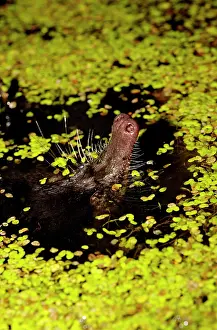 Moschata: Russian Desman - pops its nose out of water to