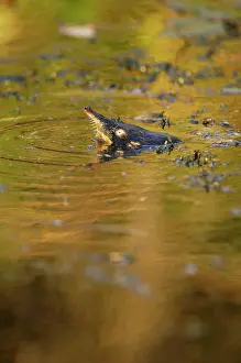 Moschata: Russian Desman - pops out of water to search the