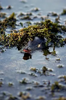 Moschata: Russian Desman - pops out of water to search the