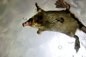 Moschata: Russian Desman - swimming (from underneath)