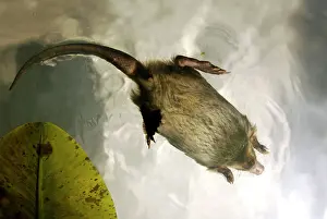 Moschata: Russian Desman - swimming (from underneath)