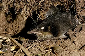 Moschata: Russian Desmans - in the burrow