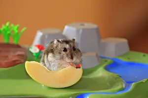 Phodopus: Russian Dwarf Hamster - eating slice of apple