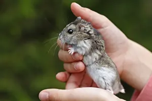 Hamsters: Russian Dwarf Hamster hand-held France