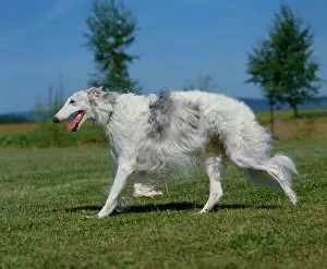 Greyhound: Russian Greyhound, Borzoi Russkaya Psovaya Borzaya