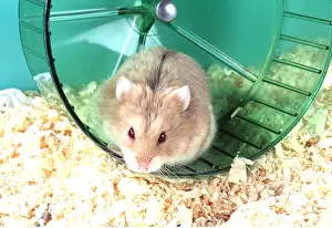 Hamsters: RUSSIAN HAMSTER - on wheel