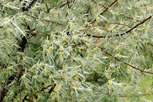 Angustifolia: Russian Olive (Elaeagnus angustifolia) flowers