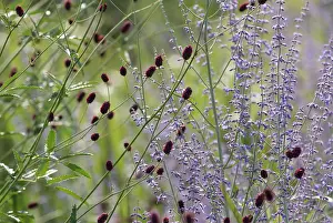 Perovskia: Russian sage