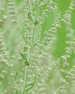 Perovskia: Russian sage