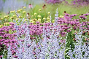 Sage: Russian sage