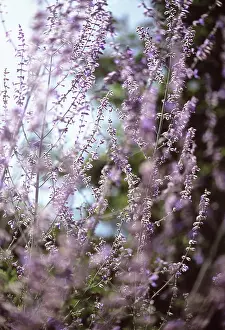 Sage: Russian sage