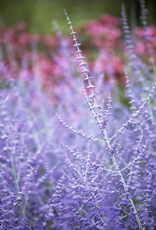 Crazy: Russian sage