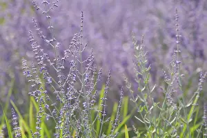 Sage: Russian sage