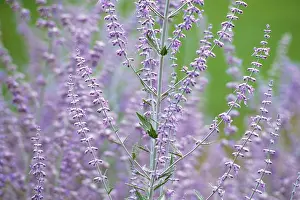 Sage: Russian sage