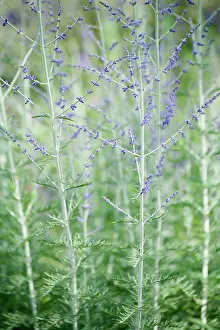 Sage: Russian sage, Perovskia Blue spire, Side view