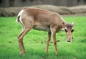 Saigas: RUSSIAN SAIGA ANTELOPE