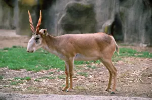 Antelopes: Russian SAIGA Antelope
