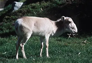 Antelopes: Russian SAIGA ANTELOPE - female