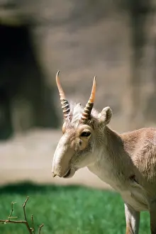 Saigas: Russian Saiga Antelope - male