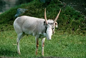 Saigas: Russian SAIGA Antelope - male. Winter coat