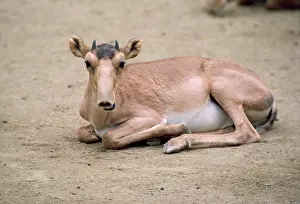 Saigas: Russian Saiga Antelope - young