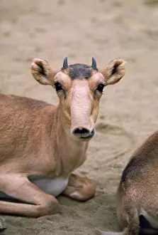 Saigas: Russian SAIGA ANTELOPE - young male
