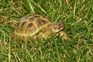 Testudo: Russian Tortoise