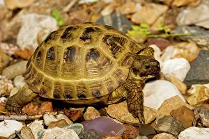 Testudo: Russian Tortoise