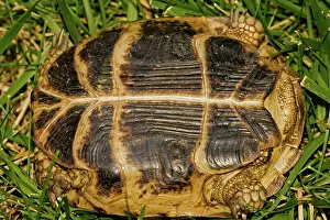 Testudo: Russian Tortoise