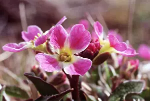 Andrey Zvoznikov: RUSSIAN TUNDRA - Flower