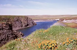 Andrey Zvoznikov: RUSSIAN TUNDRA - flowers in landscape