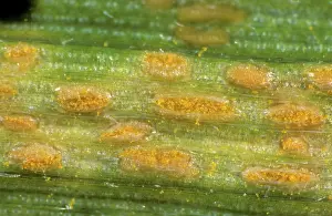 Chlorosis: Rust (Puccinia striiformis) pustules on Wheat leaf