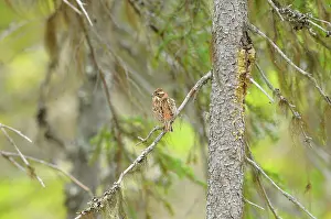 Rustica: Rustic Bunting