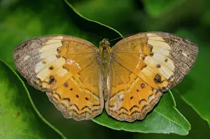 Hexapoda: Rustic Butterfly
