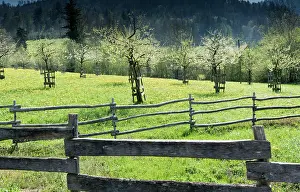Company: rustic handmade wooden fences separate green meadows
