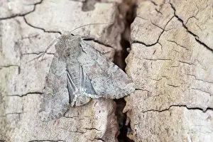 Knots: Rustic Shoulder-knot - on dead tree stump