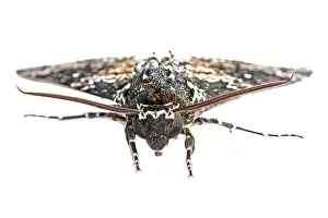 Rustica: Rustic Sphinx (Manduca Rustica) isolated on