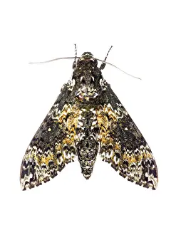 Rustica: Rustic Sphinx (Manduca Rustica) isolated on