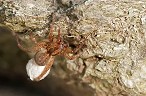 Sacs: Rustic Wolf Spider female with egg sac